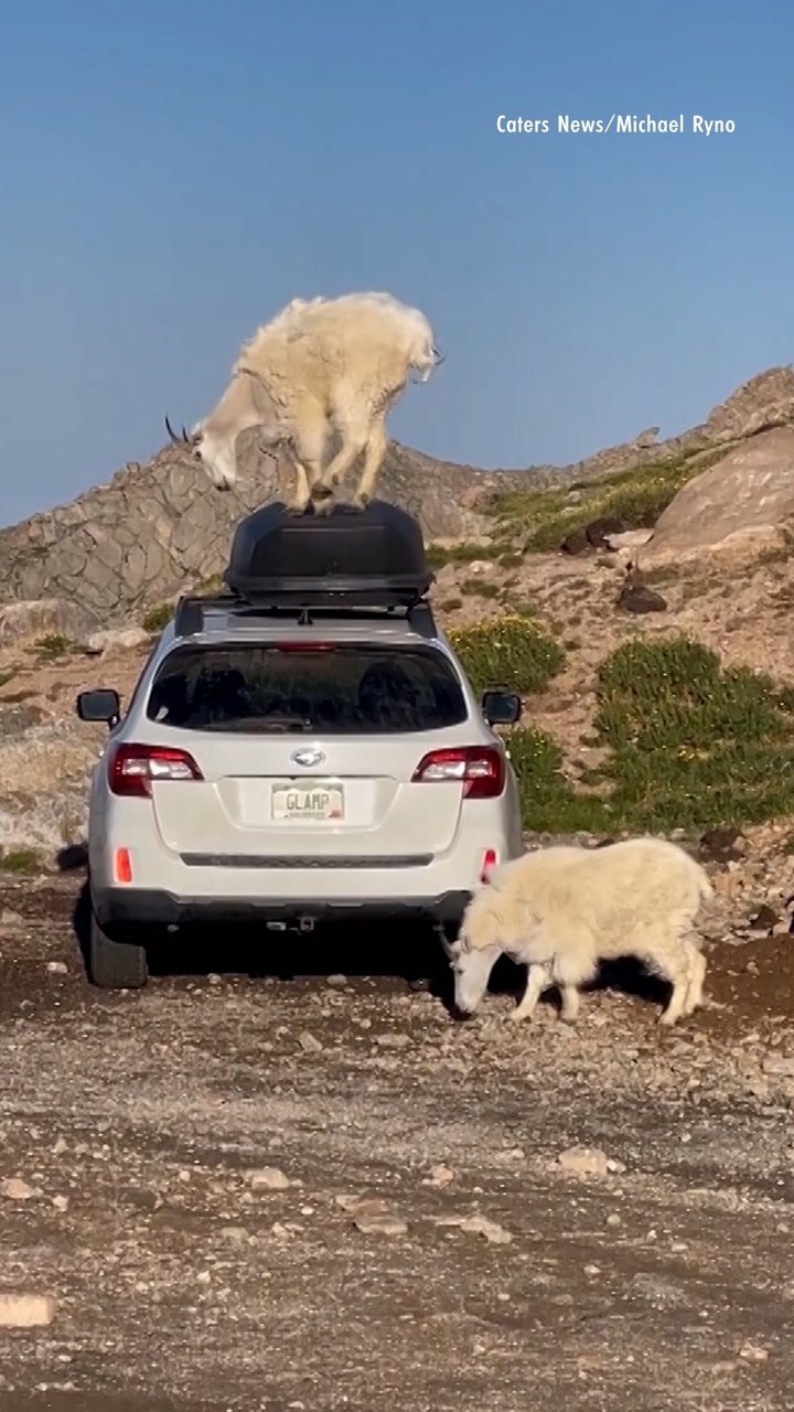 Curious Mountain Goats Climb on Top of Car in Colorado