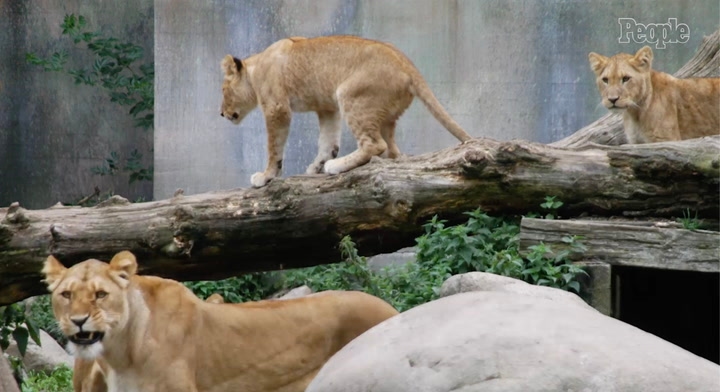 Zoo Encourages Public to Donate Unwanted Pets to Help Feed Resident Animals
