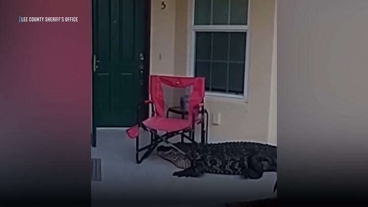 Large Alligator Caught 'Knocking on Doors' of Homes During Mating Season