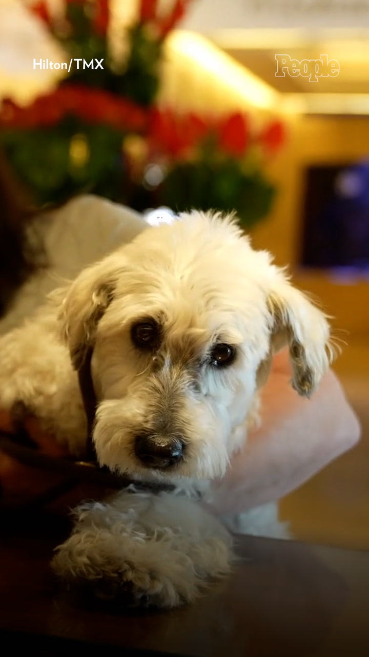 Beverly Hilton Hotel Welcomes Pets of L.A. Wildfire Victims
