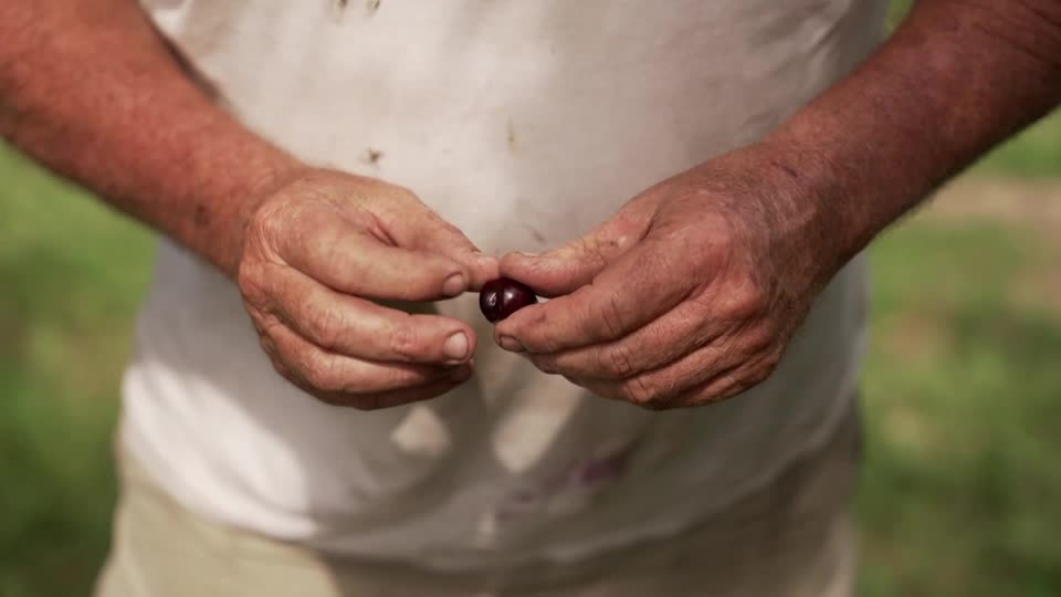 Bad weather, disease and trade troubles hit Michigan cherry farmers