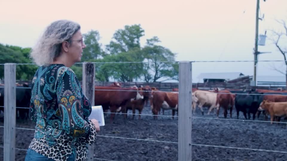 Phantom cows and missing millions spark scandal in Uruguay