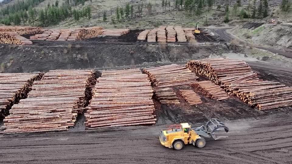 How a Canadian softwood lumber company is grappling with US tariffs