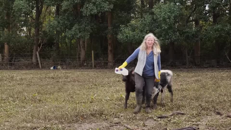 Flood-hit Australians overjoyed as calf returns mid-interview