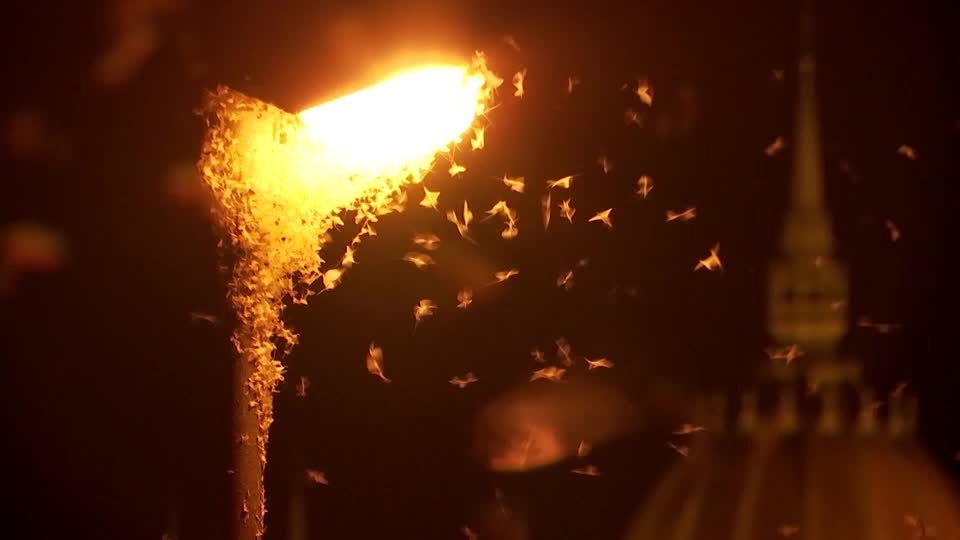 Low Danube waters bring huge mayfly swarms in Budapest