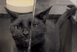 Hilarious Montage Shows Cat's Weird Drinking Method