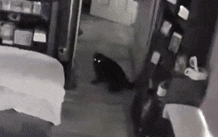 Ring Camera Shows Cat Confused by Earthquake in SoCal