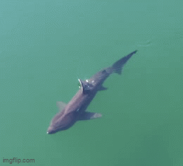 'An Incredible Experience': Drone Footage Shows Basking Shark Gliding Along Scottish Coastline