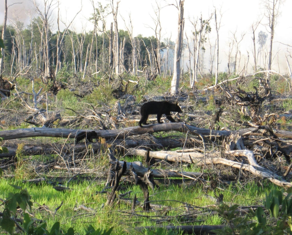 What would a Great Dismal Swamp National Heritage Area look like?