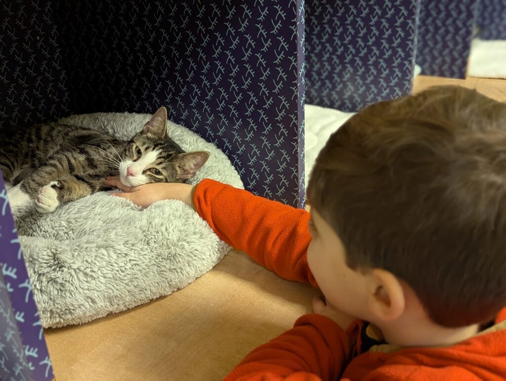 Virginia is close to becoming the nation's largest no-kill state