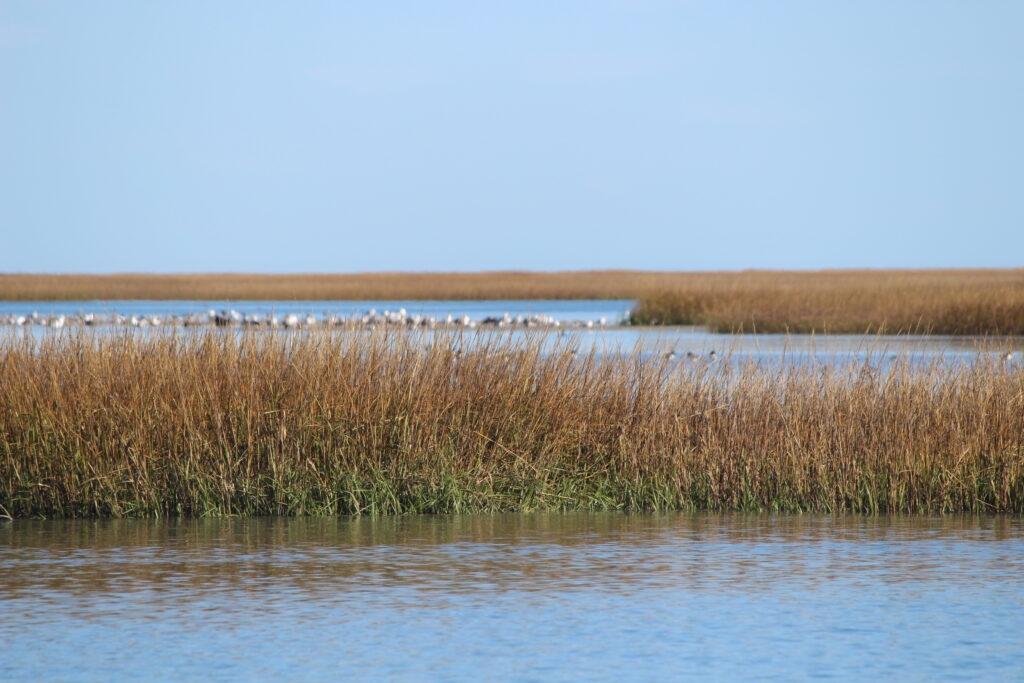 Virginia legislation attempts to combat growing impacts of climate crisis