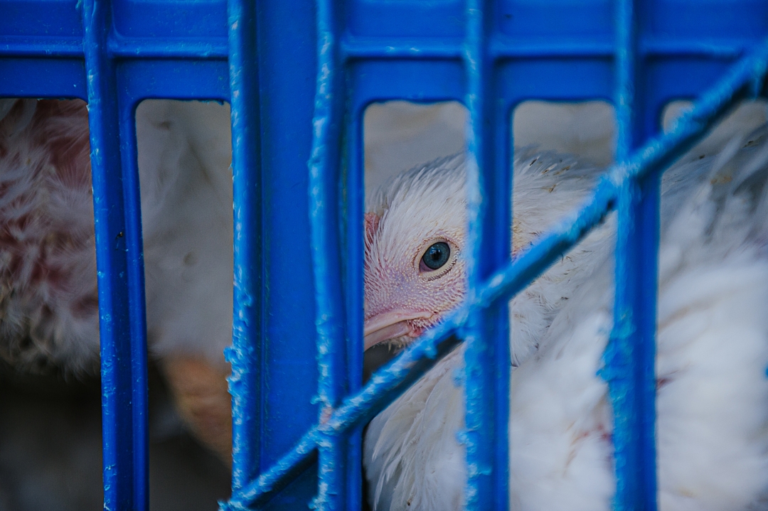 4,000 chicks died in the mail. They expose a darker truth about the meat industry.