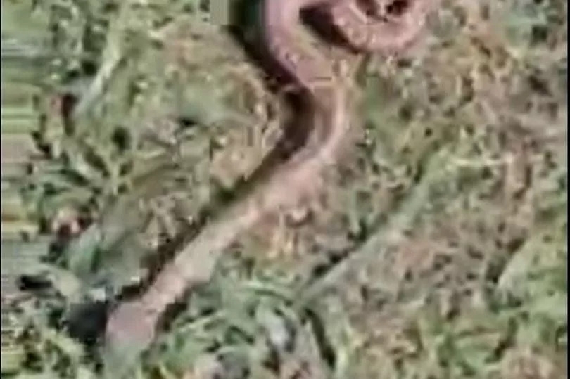 Venomous snakes warning issued after increased sightings in Wales