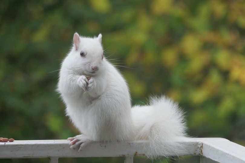 Ystrad Mynach's famous white squirrel has died