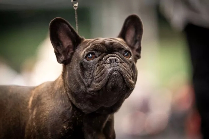 Crufts introduces new breathing assessment for brachycephalic breeds