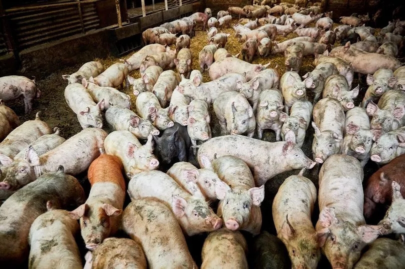 Asda and Tesco pull pork from 'Red Tractor' supplier after allegations