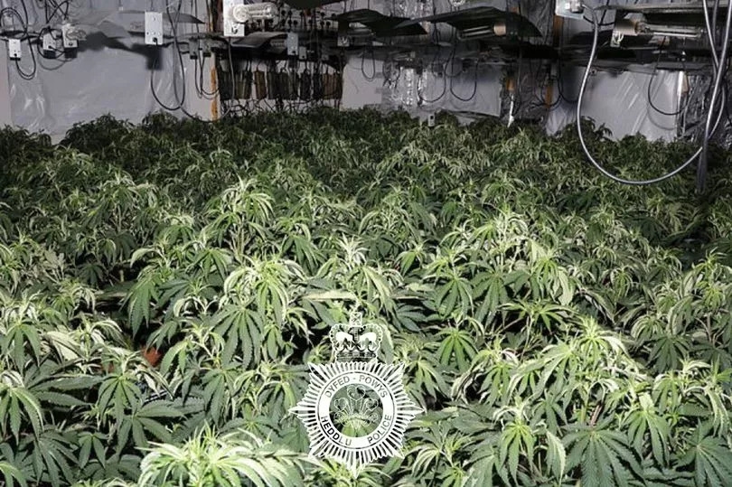 Drug gangs busted by police as £12m of cannabis seized