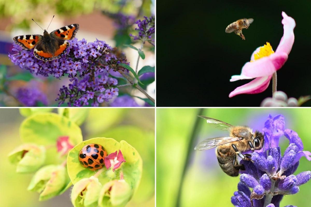 15 fabulous photos of bees, butterflies and other insects around Warrington