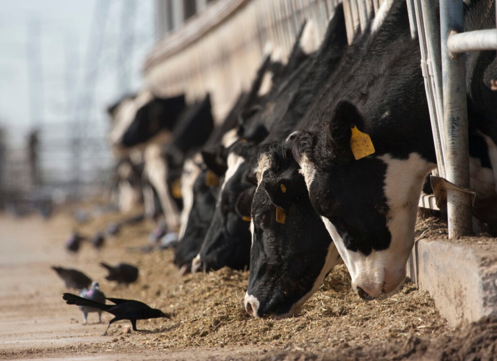 Why a WA lawmaker wants to collect data on cow farts and burps