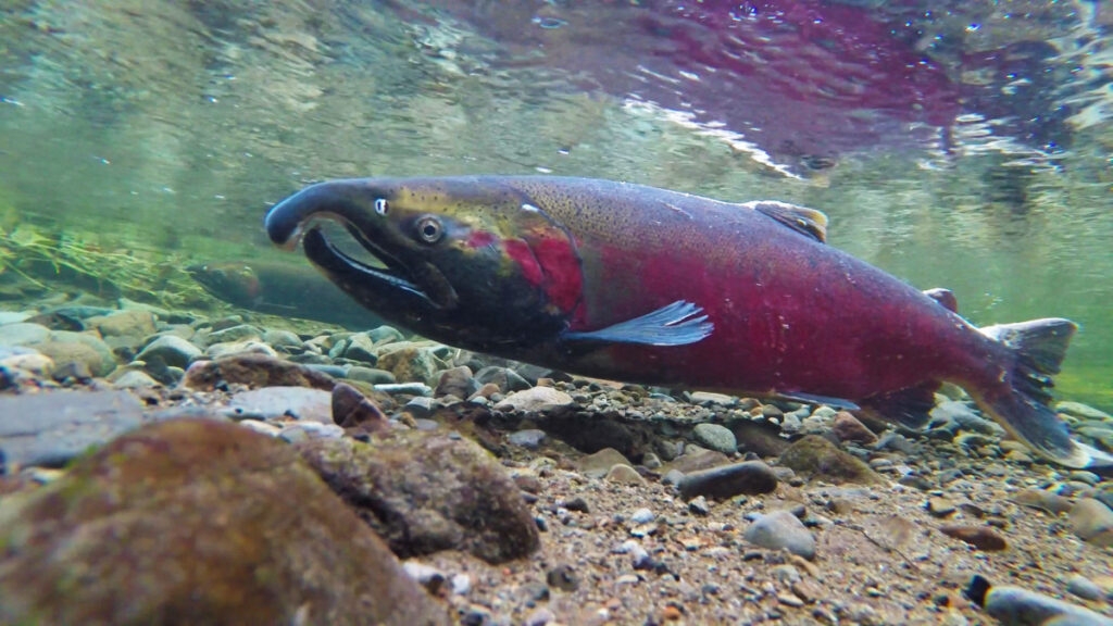 Columbia River salmon restoration hit hard by $1.5B cut to Army Corps of Engineers