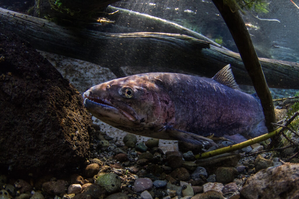 Hunters, anglers and tribes see win in Ferguson's Fish and Wildlife Commission picks