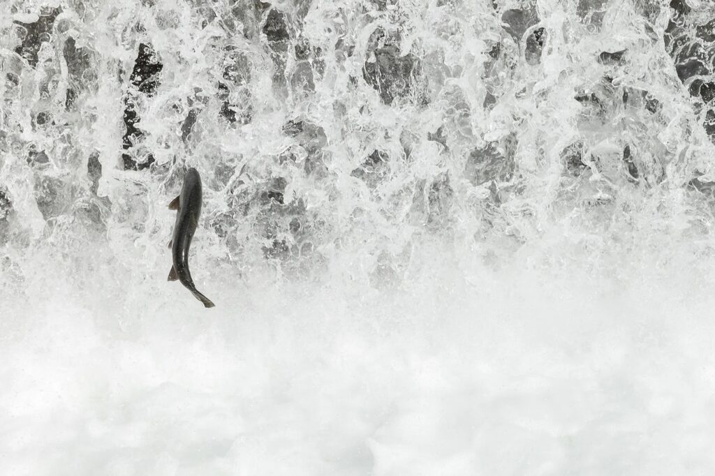 California commercial salmon season is shut down again