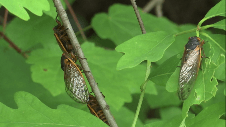 Cicada XIV brood making loud appearance across East Tennessee
