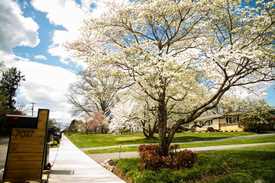 Dogwood Trails celebrates 70 years of showcasing Knoxville's natural beauty