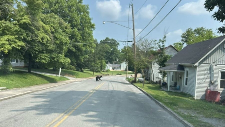 Sweetwater Police: Bear spotted near North Main Steet