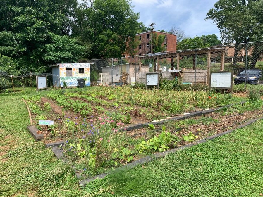 Staffing halved at Knoxville community farm after AmeriCorps cuts