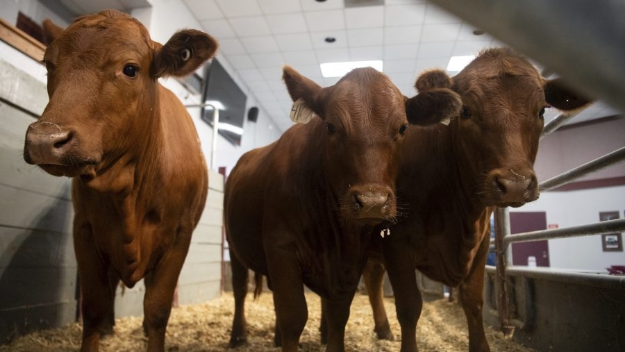 Tennessee State Veterinarian issues alert for flesh-eating parasite
