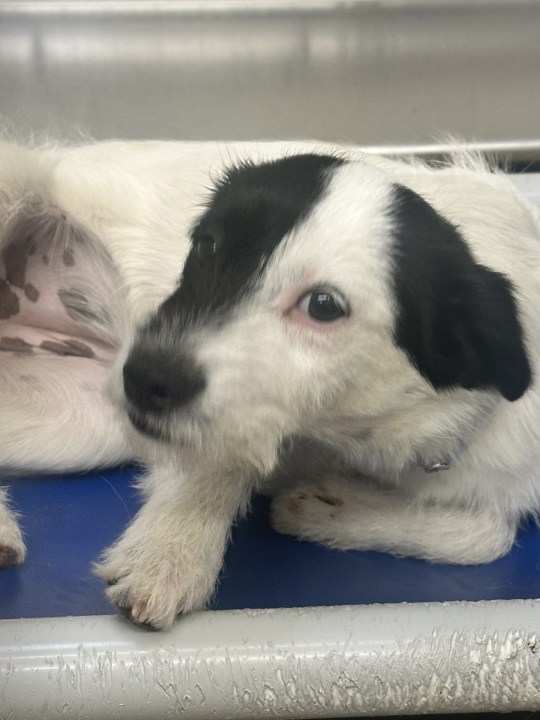 Knoxville Police, Young-Williams investigating after dog found dead with bag tied over its head