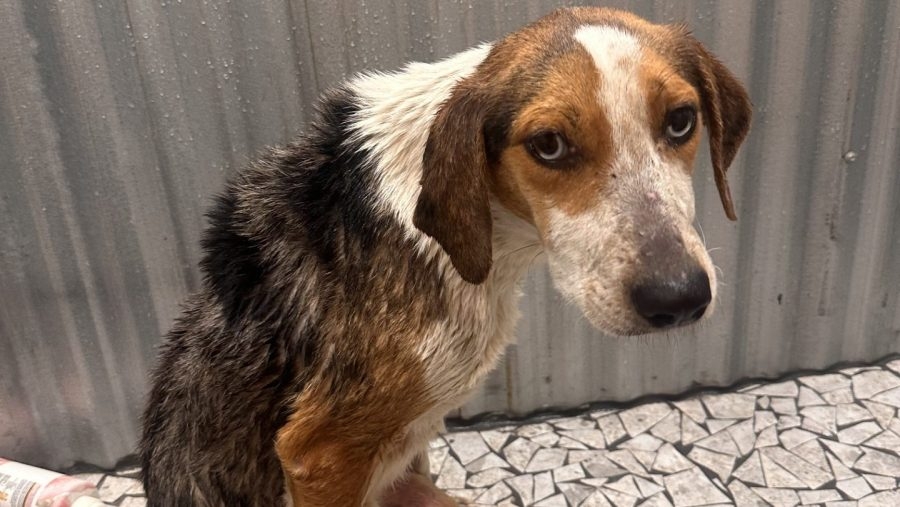 East TN nonprofit raising money for disabled dog found abandoned