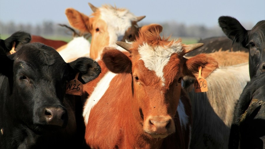 What is New World Screwworm? Veterinarian explains potential threat to livestock