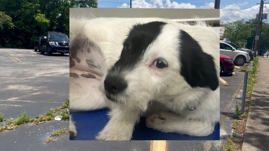 $5,000 reward offered after dog found dead in Knoxville with bag over its head
