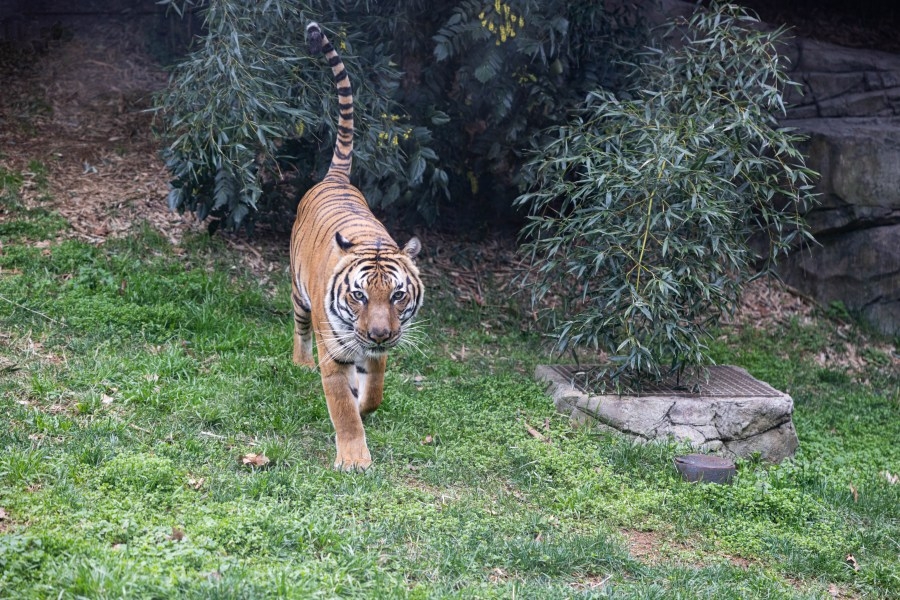 New Malayan tiger ‘Jango' arrives at Zoo Knoxville