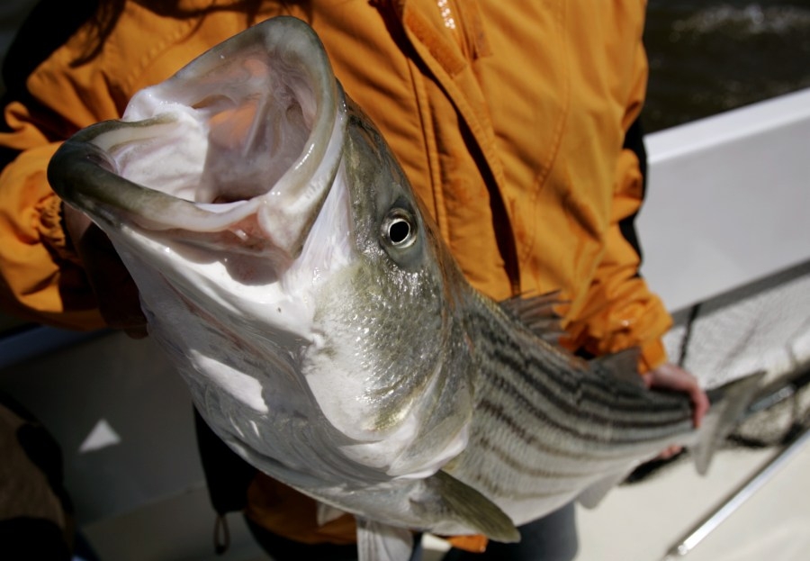 TWRA assessing if TVA Cherokee Dam changes could harm ‘critical' Striped Bass habitat