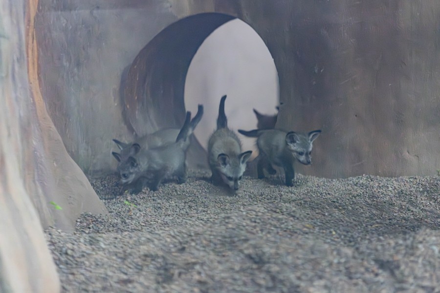 Zoo Knoxville welcomes new litter of bat-eared fox kits