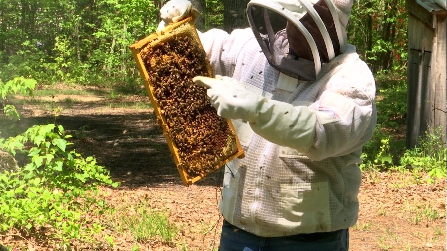Honeybee colonies decline in East Tennessee as officials research causes