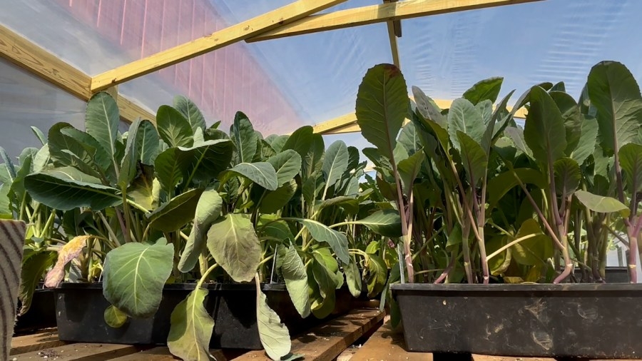 End of USDA funding for fresh local produce hits Grainger County Schools