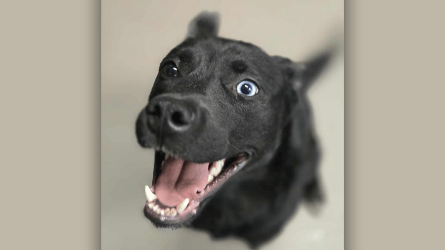 Dog rescued during animal cruelty case in Cumberland County in need of a new home