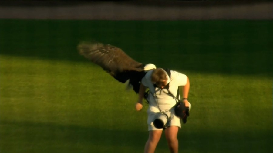 ‘A little traumatizing' Eagle lands on photographer at Smokies game