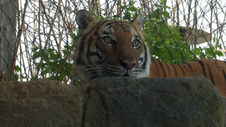 Zoo Knoxville gives insight into new Malayan Tiger's adjustment