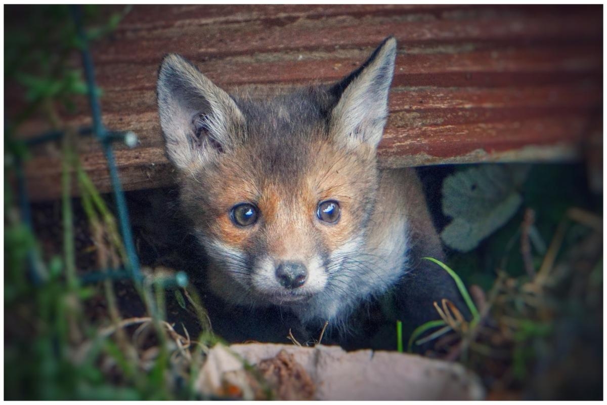 Beautiful fox photo among snaps from the streets where we live.