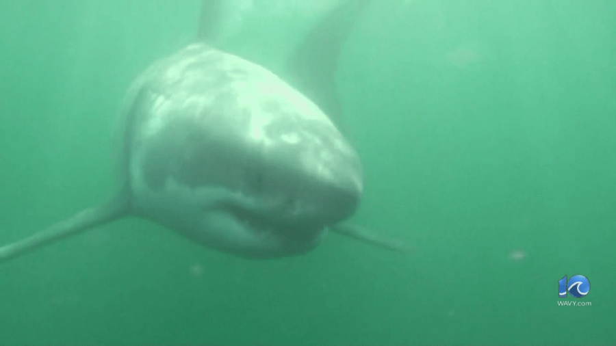 Great White sharks tracked off the OBX coast