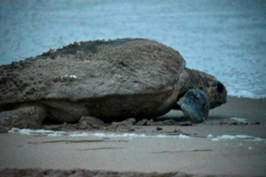 First Loggerhead sea turtle nest found in Dam Neck