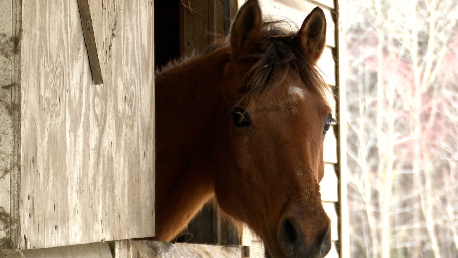 Neglected horses are improving after getting removed from Suffolk property