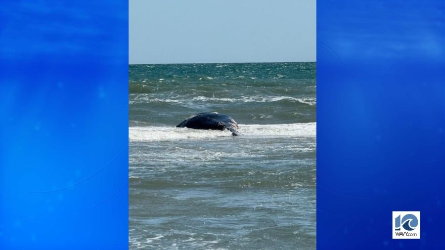 Humpback whale deaths increasing on the east coast