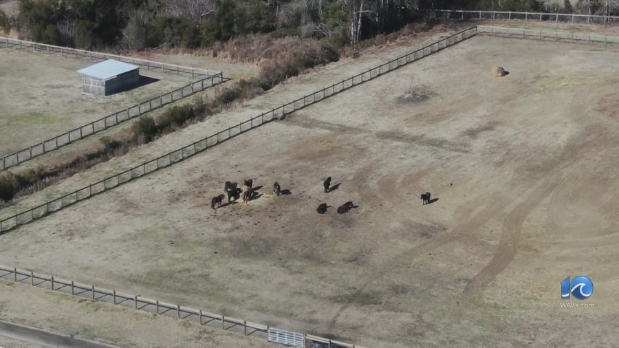 Taming the herd's history: A look at DNA tracing the Corolla wild horses