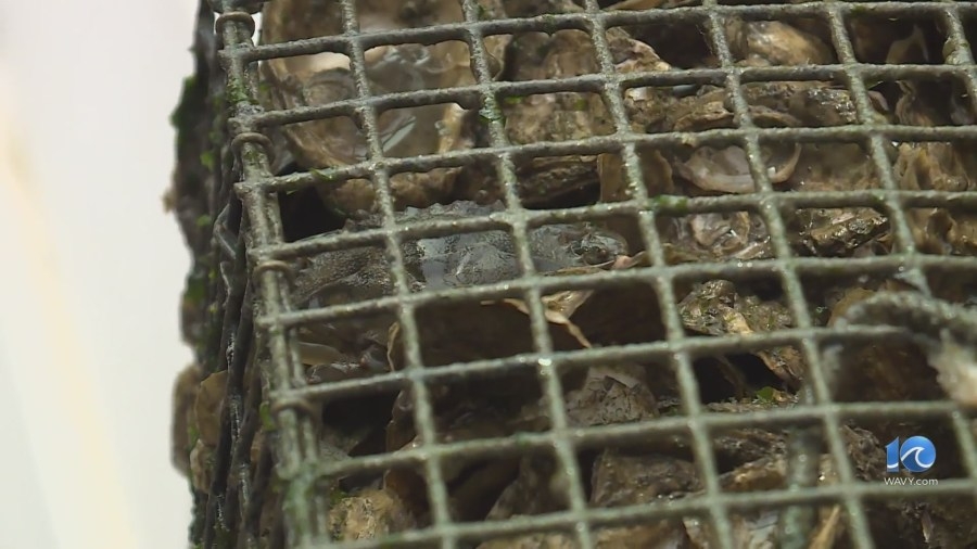 Chesapeake Bay Foundation outlines efforts to improve area waters